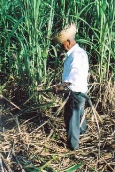 Holguin, Cuba: Special Day of Support for Sugarcane Harvest